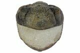 Bargain, Enrolled, Pedinopariops Trilobite - Mrakib, Morocco #165881-4